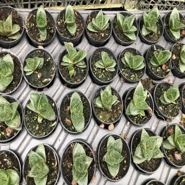Gasteria Sukulent No 22 (5.5 luk Saksıda) - Resim 2