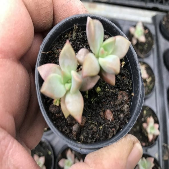 Echeveria Sukulent No 26 (5.5 luk Saksıda) ürün görseli 1