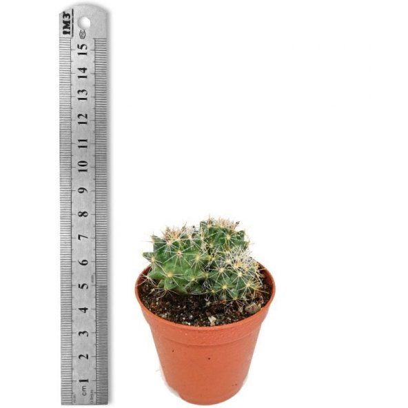 Hamata Cactüs Kaktüs (5.5 Luk Saksıda) - Resim 3