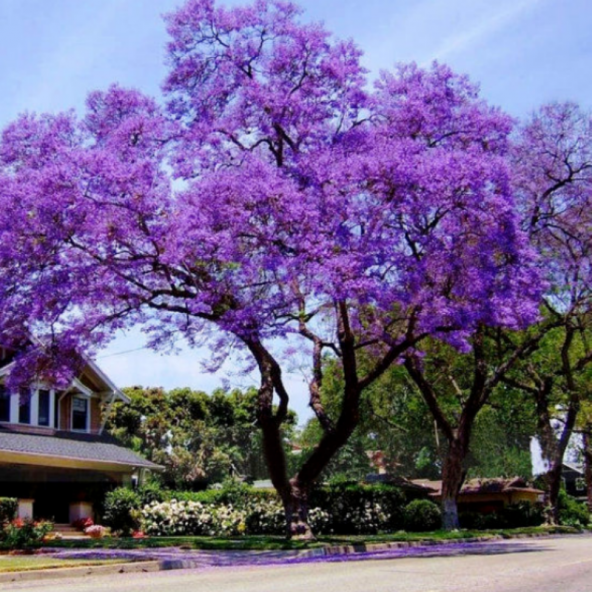 Dünyanın En Hızlı Büyüyen Tomentasa Paulownia Ağacı Tohumu (1000 tohum) ürün görseli 1