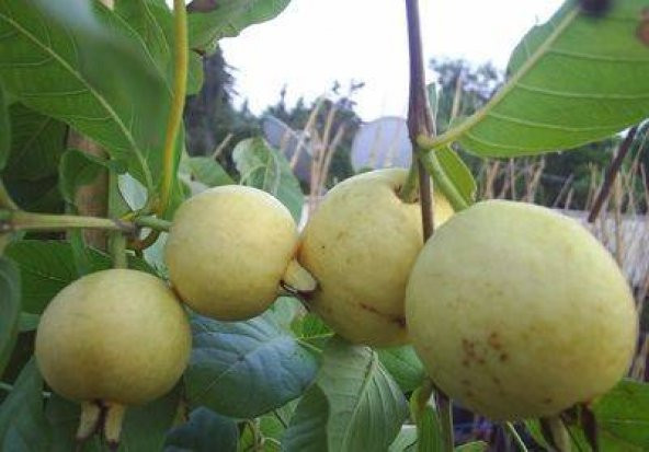 Doğal Sarı Guava Tohumu(10 tohum) ürün görseli 1