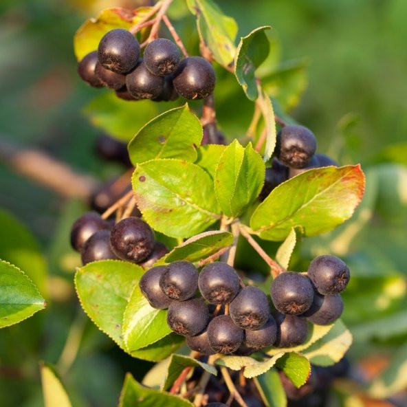 Viking Siyah Aronya Aronia Chokeberry Fidanı (10-20 cm) 20 adet ürün görseli 1