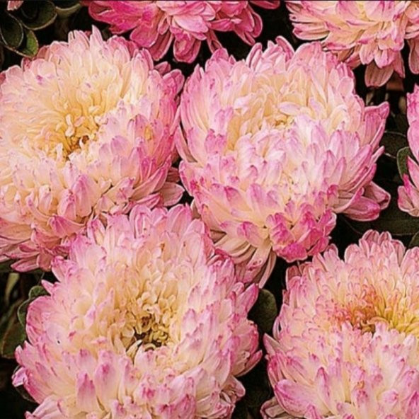 Paeony Duchesse Apricot Pompon Aster Çiçeği Tohumu (50 tohum) ürün görseli 1