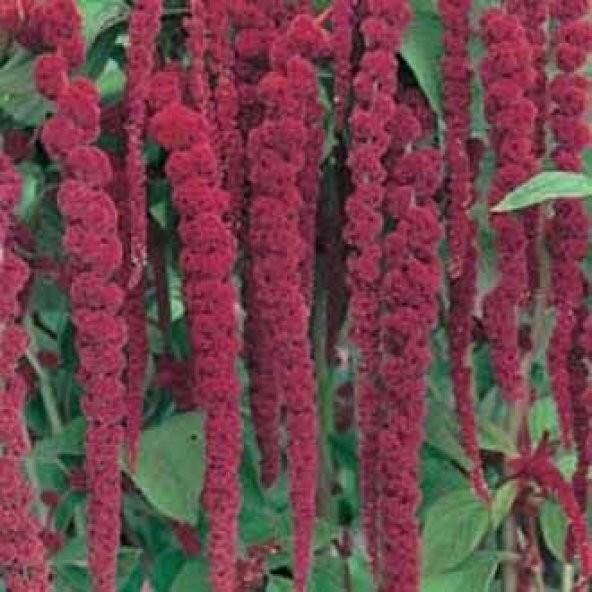 Sarkan Red Giant Amaranthus(Horoz İbiği) Çiçeği Tohumu( 50  tohum) ürün görseli 1