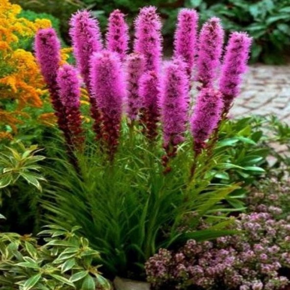 Purple Rose  Liatris Çiçeği Tohumu(40 tohum) ürün görseli 1