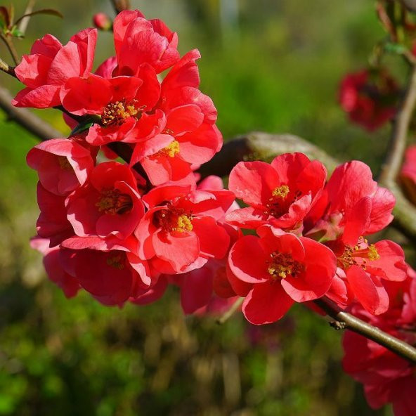 Tüplü Japanese Quince (chaenomeles-japonica) Japon Ayvası Fidanı ürün görseli 1