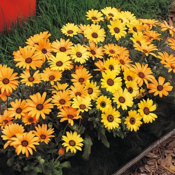 Sarı Golden Yellow Afrika Papatyası Çiçeği Tohumu(30 tohum) ürün görseli 1