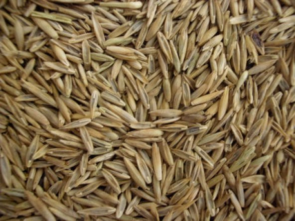 İthal Çim Tohumu 250 Gr Ücretsiz Kargo ürün görseli 1