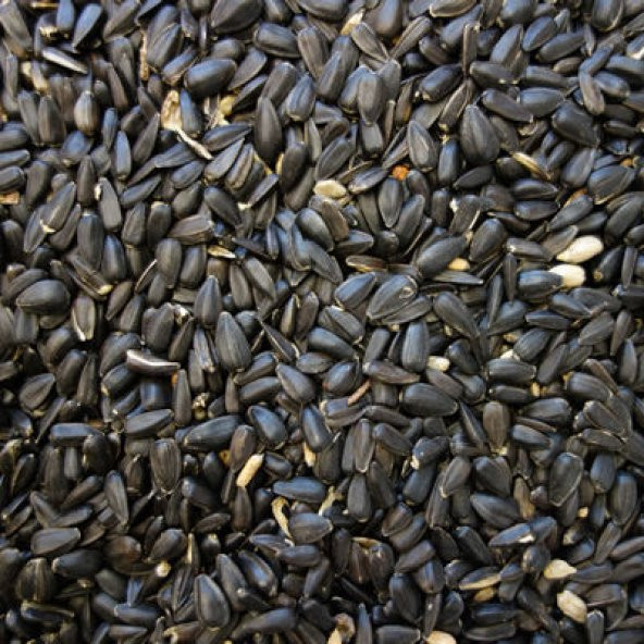 Papağan Çekirdek Yemi 500 Gr Ufak Taneli Ücretsiz Kargo ürün görseli 1