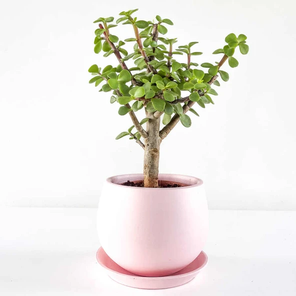 Şans Ağacı 8.5 cm Fidanı Crassula Ovata, Para Çiçeği, ürün görseli 1