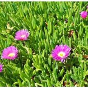 Kaz Ayağı Çiçeği 1 Adet Carpobrotus Acinaciformis ürün görseli 1
