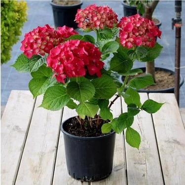 Kan Kırmızı Ortanca Çiçeği Fidanı 10-20 cm ürün görseli 1