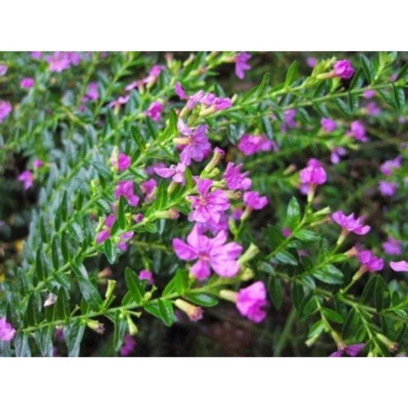 Pembe Kufeya Çiçeği Fidanı 10-20 cm ürün görseli 1