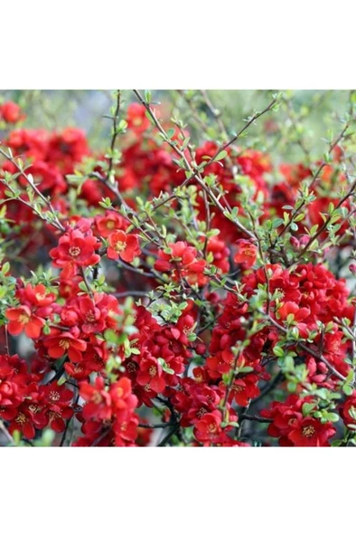 Ateş Kırmızı Bahar Dalı Fidanı 30-40 cm ürün görseli 1