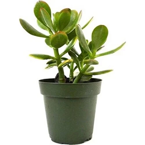Para Çiçeği 8.5 cm Saksıda Crassula Ovata 10-20 cm ürün görseli 1