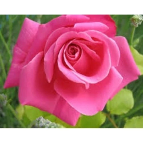 Pink Pembe Yediveren Aşılı Saksıda Gül Fidanı 10-20 cm ürün görseli 1