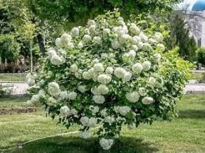 Viburnum Lucido Kartopu Çiçeği Fidanı 30-50 cm ürün görseli 1