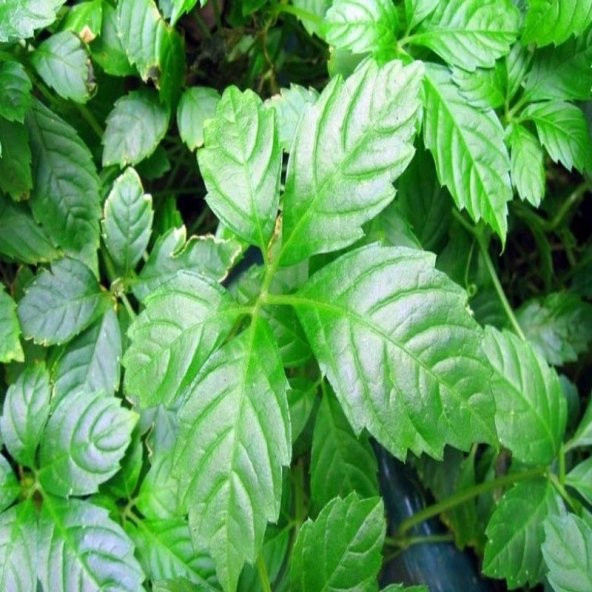 Gynostemma Pentephyllum Beş yapraklı Jiaogulan Ginseng Fidesi (10 adet) ürün görseli 1