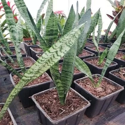 Paşa Kılıcı Sansevieria Fidanı 10-20 cm Saksı Çapı 12 cm ürün görseli 1