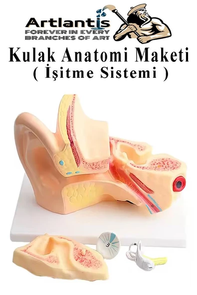 Kulak Anatomisi Modeli 1 Adet İnsan İşitme Sistemi Ses Anatomik Modeli Deney Bilim Tıbbi Model Kulak Maketi Masaüstü ürün görseli 1