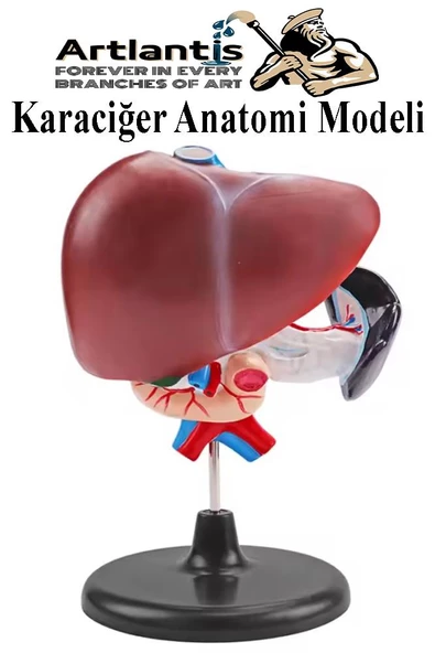 Karaciğer Anatomi Modeli 1 Adet Karaciğer Pankreas ve Oniki Parmak Bağırsağı Maketi Anatomik Model Deney Bilim Tıbbi Model ürün görseli 1