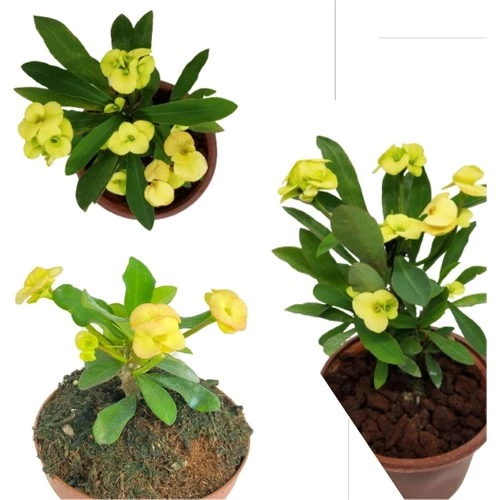 Yellow Crown of Thorns Sarı Dikenler Tacı Fidanı 10-20 cm ürün görseli 1