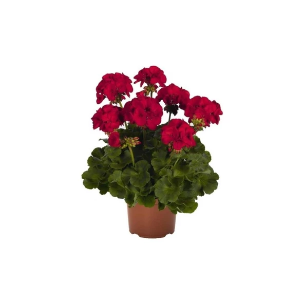 Koyu Kırmızı Sardunya Çiçeği Fidanı 10-20 cm ürün görseli 1