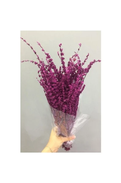 Fuşya Lavanta Şoklanmış Kuru Çiçek 40-50 cm - Resim 2