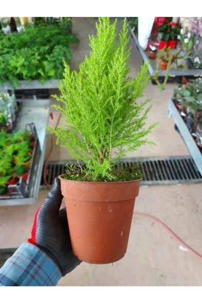 Limoni Servi Çam Fidanı Çam Fidanı 30-50 cm ürün görseli 1