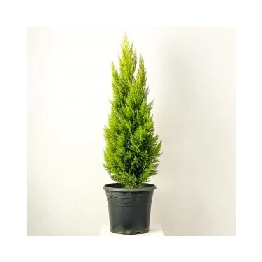 Limoni Servi Limon Çam 35-40 Cm 2 Adet ürün görseli 1