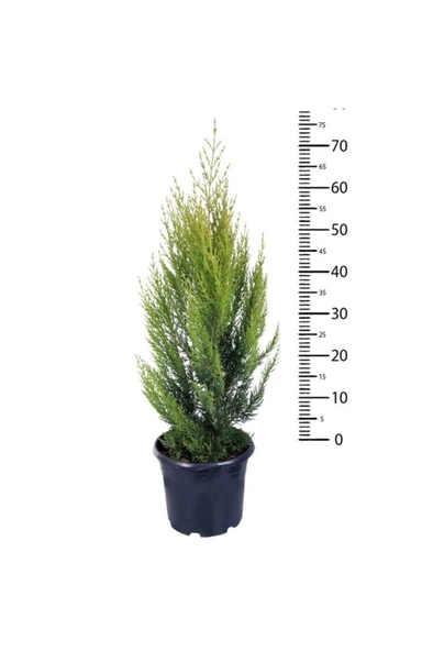 Limoni Servi Limon Çamı 50-80 Cm - Resim 3