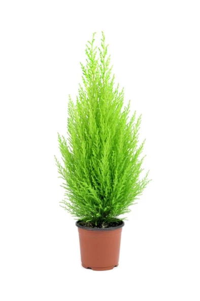 Limoni Servi Cupressus Ev Ofis Salon Çamı 30-40 Cm ürün görseli 1
