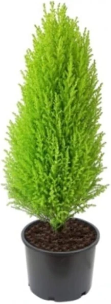 Bodur Limon Servi Çam Ağacı 30-60 cm - Resim 2