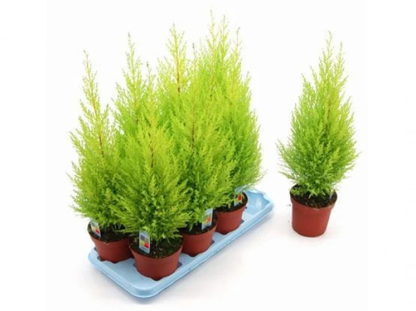Bodur Limon Servi Çam Ağacı 30-60 cm - Resim 5