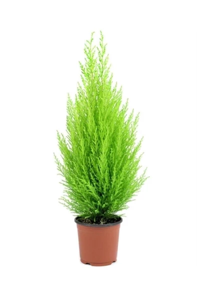 Bodur Limon Servi Çam Ağacı 30-60 cm ürün görseli 1