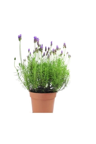 Lavanta Çiçeği Fidanı Kokulu Aromatik Bitkisi Balkon Bitkisi 10-20 cm ürün görseli 1