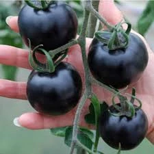 20 Adet Tohum Ojinal Organik Siyah Çeri Domatesi Domates Tohumu Siyah Çeri Hobi Balkon ürün görseli 1