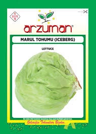 1 Paket Tohum Arzuman Aysberg Aysberk Marul Tohumu Hediye Tohumlu ürün görseli 1