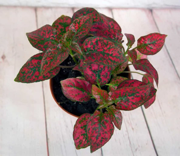 Çilli Kırmızı Fittonia Çiçeği 10-20 cm Hypoestes Hostes ürün görseli 1