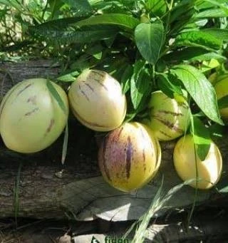 4 Adet Pepino Fidanı, Torbada Dallı - Resim 2