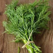 150 Adet Tohum Bahçevilya Roka Tohumu Saksı Toprak Hediye ürün görseli 1