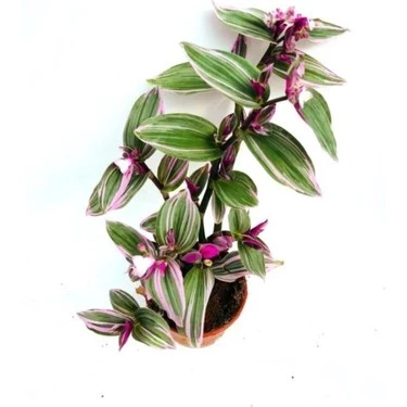 Pembe Telgraf Çiçeği Canlı Bitki Tradescantia Nanouk 10-20 cm ürün görseli 1