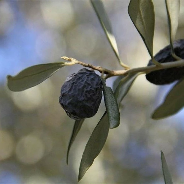 Kırmalık ve Yağlık Tüplü Karaburun (Hurma) Zeytini Fidanı ürün görseli 1