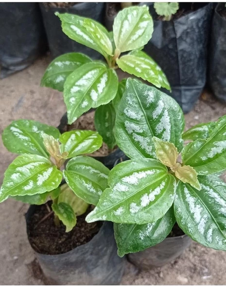 Karyağdı Gümüş Begonya Silver Begonia 1 Adet 10-20 cm ürün görseli 1