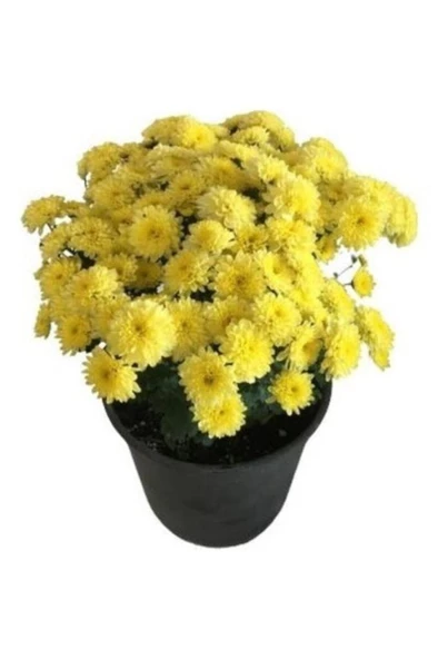 Sarı Kasımpatı Krizantem Hüzün Çiçeği 5-10 Cm Chrysanthemum ürün görseli 1