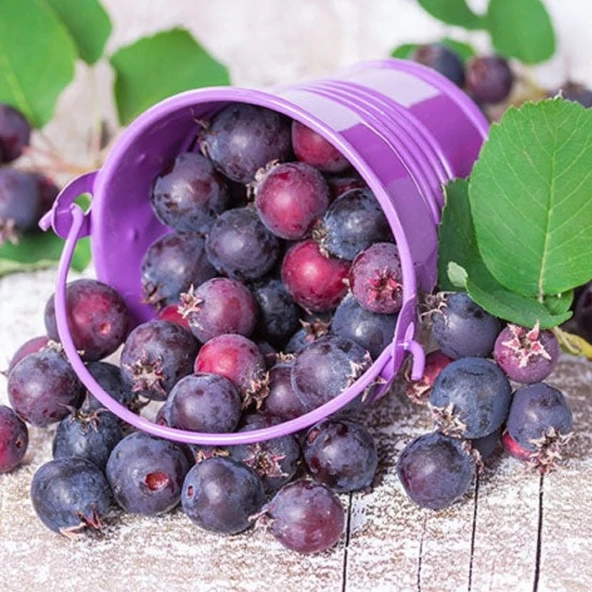 Soğuklara Dayanıklı Antikoksidan Değeri Yüksek Saskaton Berry Fidanı ürün görseli 1