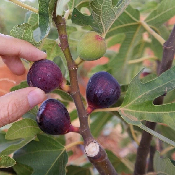 Soğuklara Dayanılı Ficus Carica Ronde de Bordeaux İncir Fidanı Kendine Verimli ürün görseli 1
