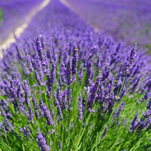Lavanta Fidanı Lavandula İntermedia 10-20 cm ürün görseli 1