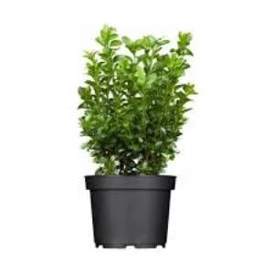 Sempervirens Top Şimşir Fidanı 20-40 cm ürün görseli 1