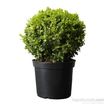 Sempervirens Top Şimşir Fidanı 20-40 cm - Resim 2